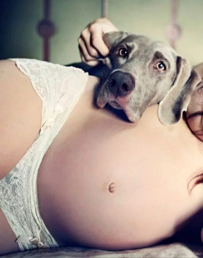 Фотосессия беременной собаки. Фотосессия для беременных с собакой. Фотосессия беременности с собакой. Фотосессия беременной девушки с собакой.