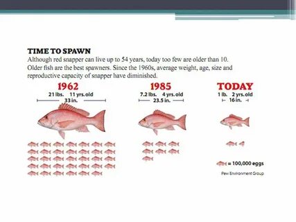 Snapper перевод