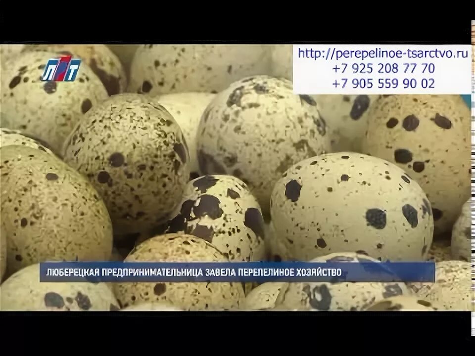 Липецк перепелиная ферма танюшкин фараон. 925 208. 925 208. Эчпочмоти тюбетей. 925 208.