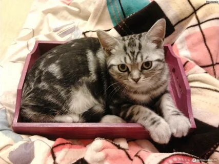 Кот иногда