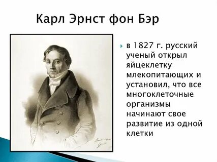 Бэр яйцеклетка