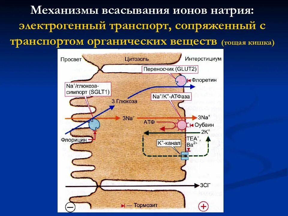 Механизм всасывания веществ в кишечнике. Механизмы всасывания натрия в кишечнике. Механизмы всасывания в ЖКТ. Всасывание и механизмы всасывания. Всасывание воды происходит в желудке