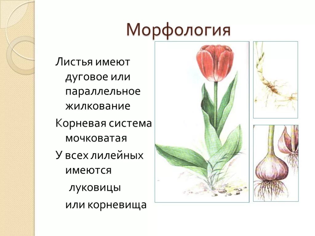Какой тип питания характерен для тюльпана. Семейство Лилейные строение тюльпана. Семейство Лилейные тюльпан Лесной. Однодольные растения тюльпан. Корневая система лилейных растений.