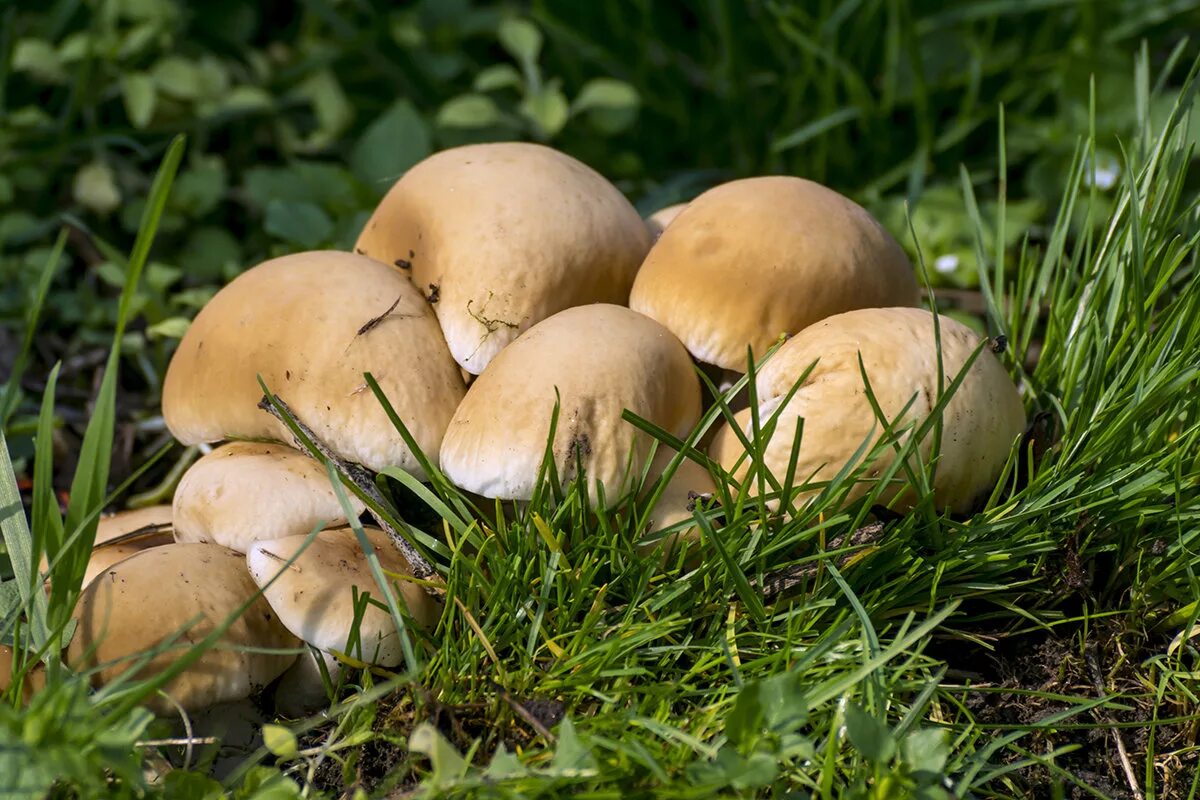 Самые ранние грибы. Ранние грибы Черноземья. Ранние весенние грибы съедобные. Весенниесьдобныегрибы. Весенние грибов съедобные.