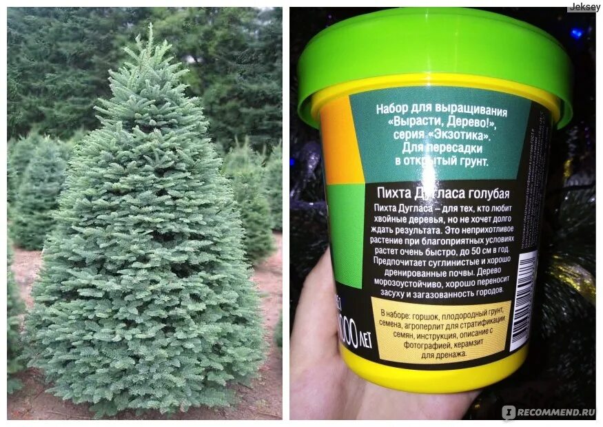 Псевдотсуга мензиса дугласова пихта. Пихта вырасти дерево. Псевдотсуга мензиса (дугласова ель). Ель обыкновенная саженец. Пихта фразера черенки.