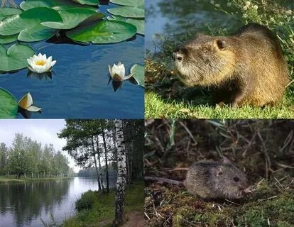 Заповедник малая сосьва животные