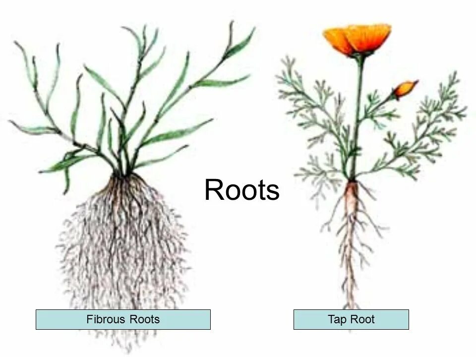 Небольшая корневая система. Корневые системы растений. Корневая система цветка. Название корневых систем растений. Корневые системы растений рисунок.