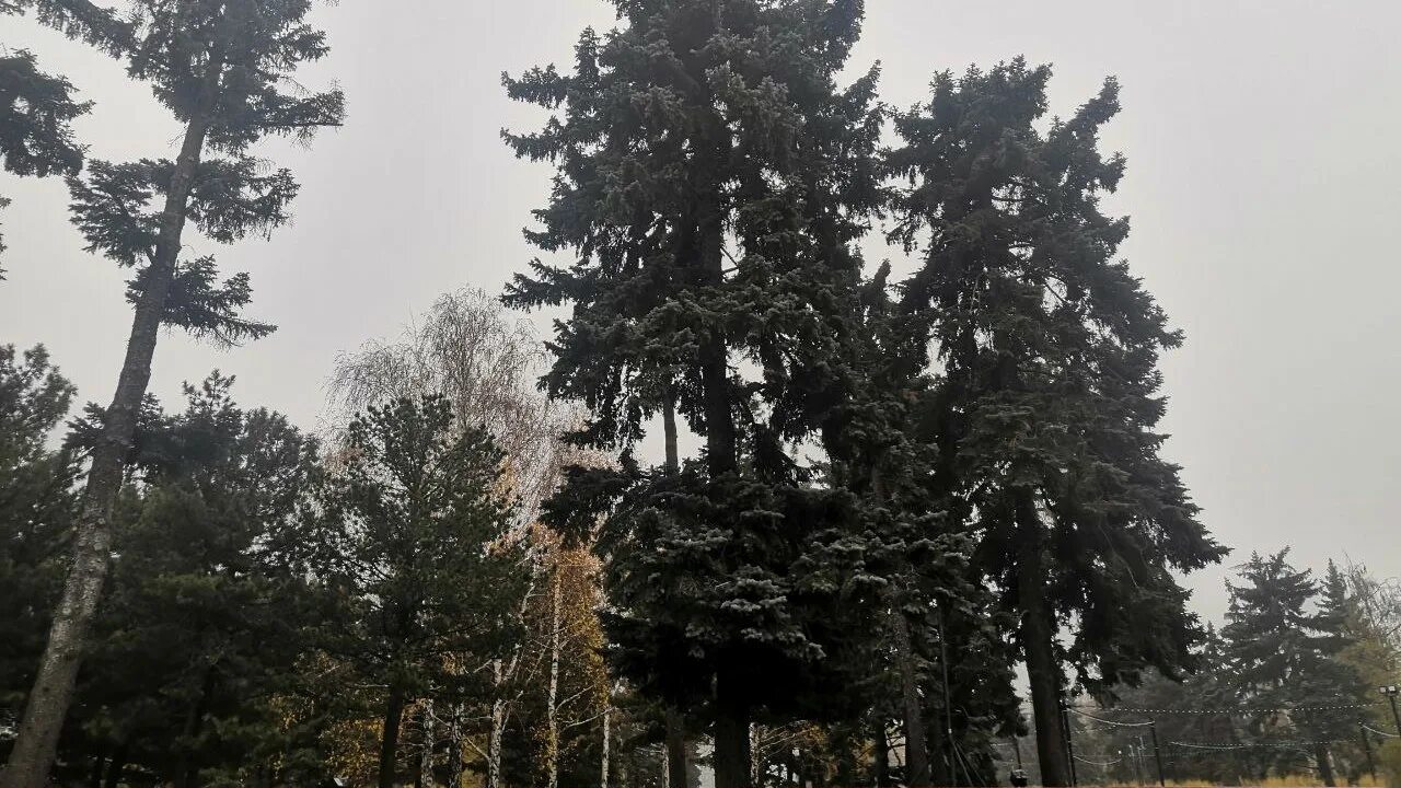 Под старой елью нашли 117. Елей. Ели старые. Самая Старая ель в России. Новый путь до синих деревьев.