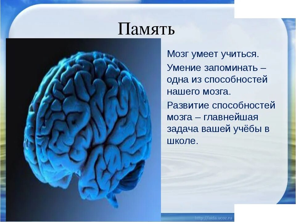 Чем отличается память человека от памяти животного. Мозг и память человека. Память в головном мозге. Системы памяти в мозге человека. Задачи для мозга.