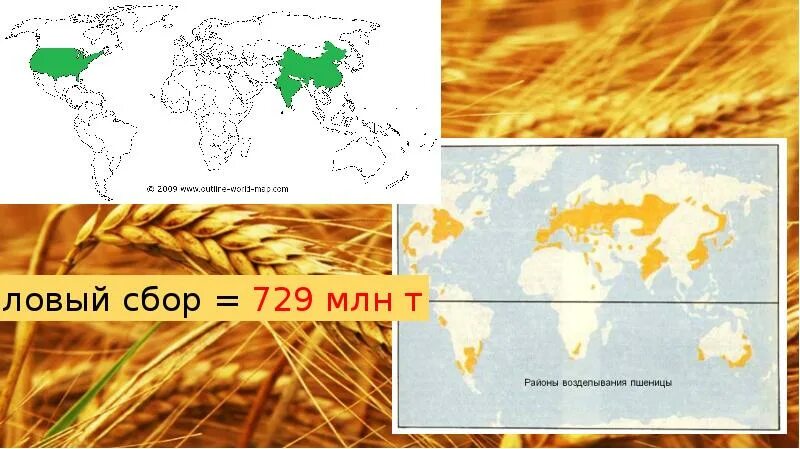 Районы выращивания на карте. Основные районы возделывания пшеницы на карте России. Основные районы возделывания пшеницы. Районы возделывания пшеницы в России. Районы распространения пшеницы в мире.