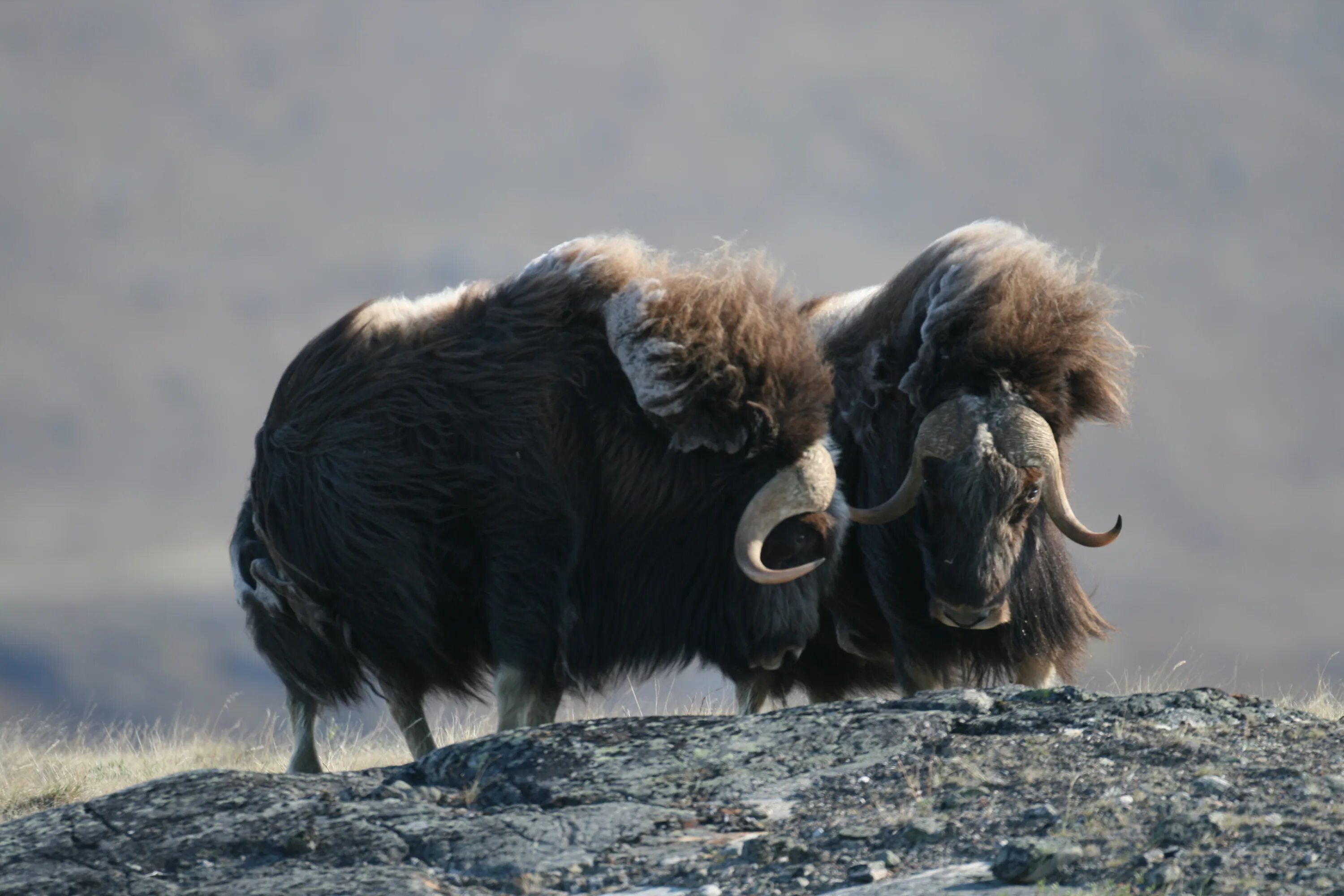 овцебык в северной америке. белый овцебык. мускусный бык (овцебык). белый овцебык. овцебык в россии.