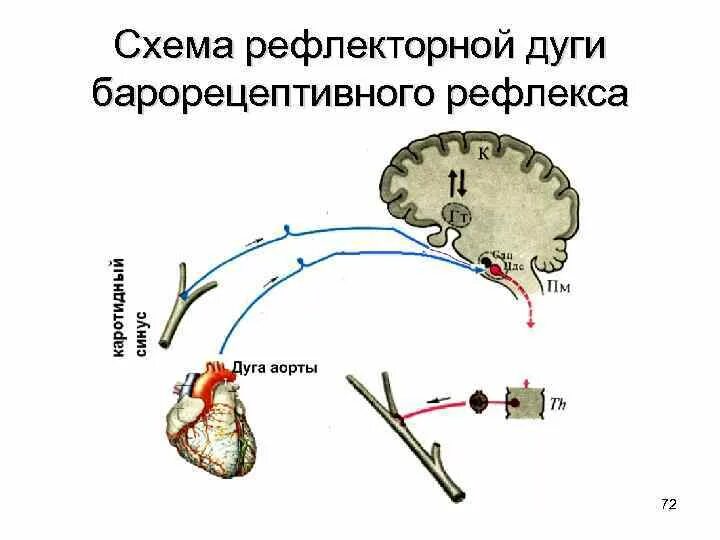 Рефлекторная дуга регуляции артериального давления. Рефлекторная дуга барорецепторного рефлекса. Рефлекс с барорецепторов схема. Рефлекторная дуга регуляции ад. Рефлекторная регуляция кровяного давления