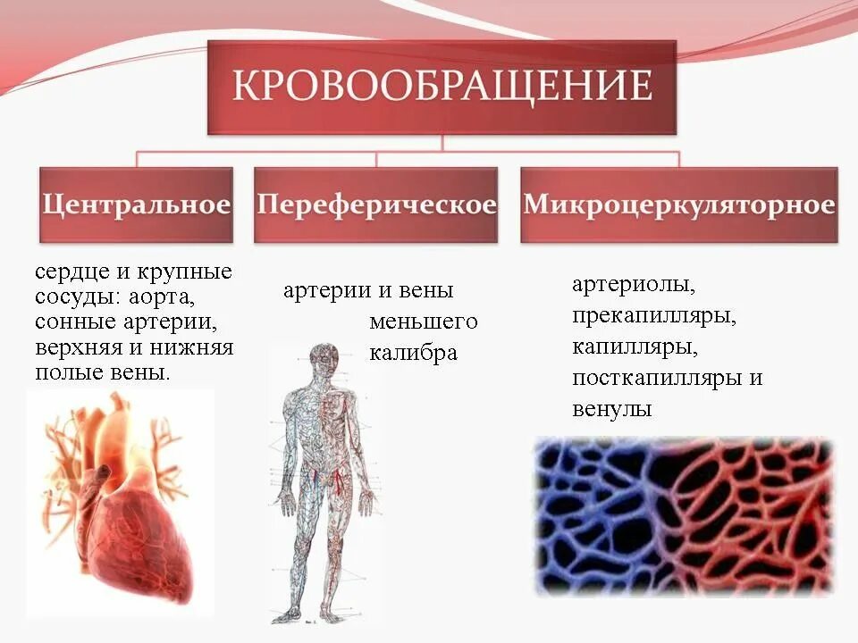 Нарушение кровообращения и лимфообращения. Нарушение кровообращения и лимфообращения патология. Патология кровообращения и лимфообращения презентация. Отделы кровообращения. 3 отдела кровообращения