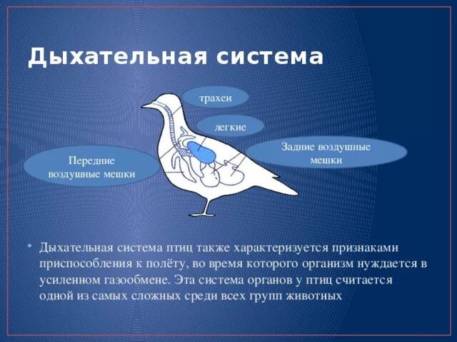 Дыхательная система птиц приспособление к полету. Строение дыхательной системы птиц. Дыхательная система птиц презентация. Дыхательная система птиц воздушные мешки. Особенности строения птиц черты приспособленности к полету