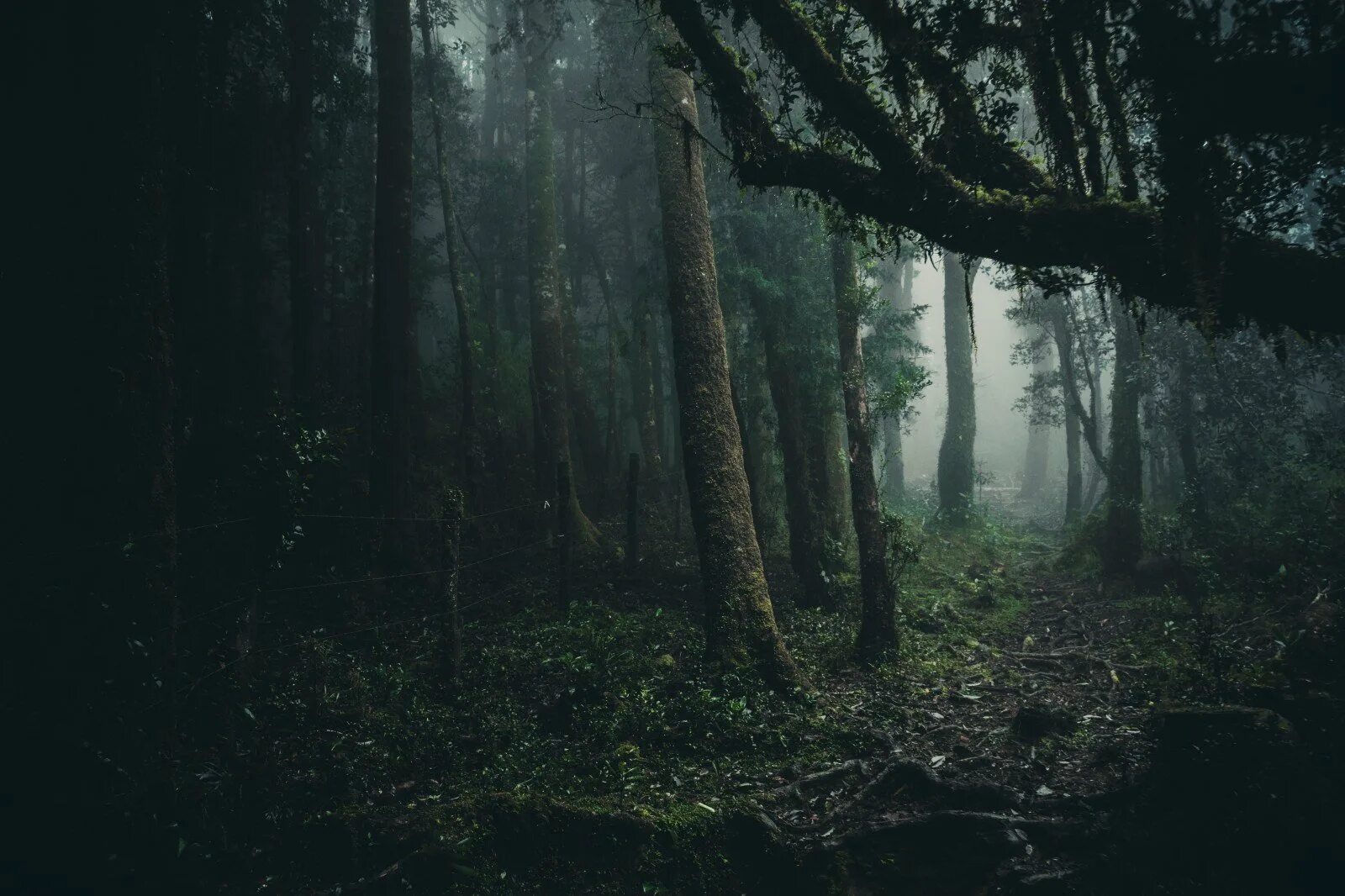Дарк Форест густой лес. Мэтью Гэбори. Темные тропы. Твин пикс лес. Темный лес. Темная чаща леса