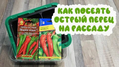 Когда сажать острый перец