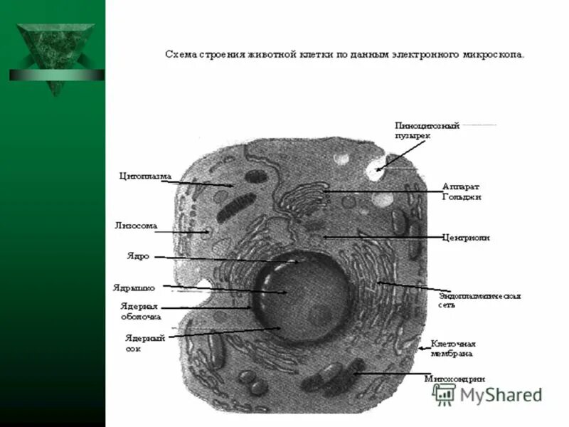 Структуры элементов клеток