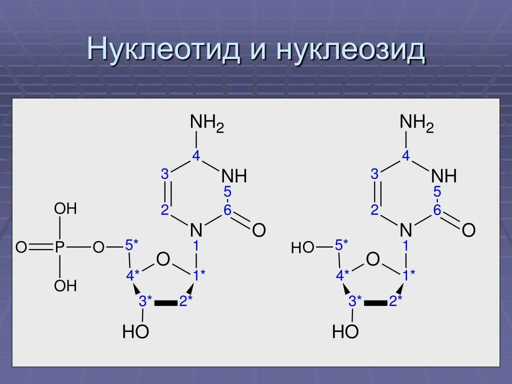 Буквы нуклеотидов. Нуклеотид и нуклеозид. Нуклеозиды, нуклеотиды, полинуклеотиды. Нуклеозид и нуклеотид отличия. Нуклеозид от нуклеотида.