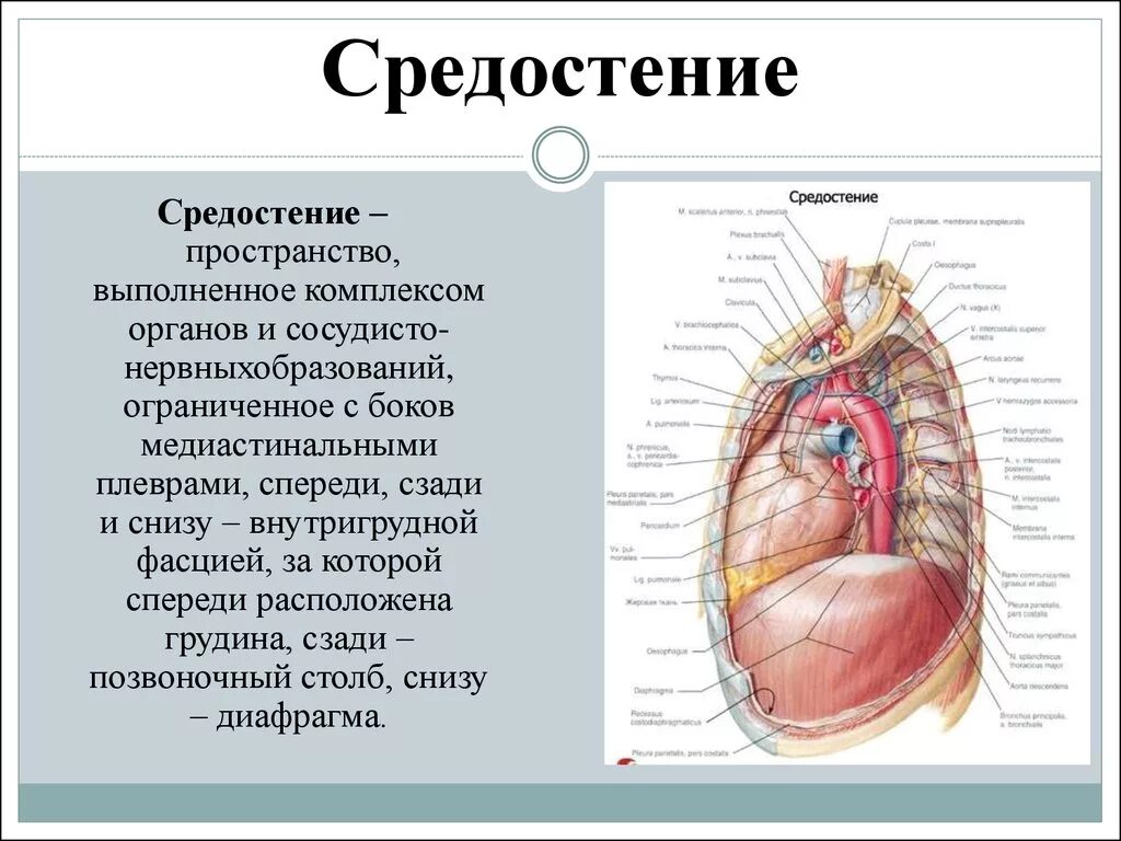 Средостение анатомия человека строение. Строение средостения анатомия. Средостения грудной клетки анатомия. Структуры заднего средостения.