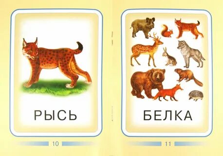 Карточки животные картинки для детей