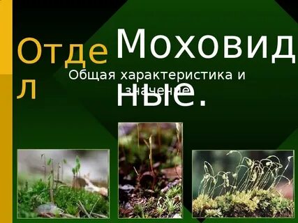 Биология 6 класс тема мхи