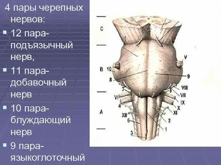 3 4 черепные нервы. 12 Пара черепных нервов подъязычный. 4 Пара черепных нервов. Продолговатый мозг пары черепных нервов. 4 Пара черепно мозговых нервов анатомия.