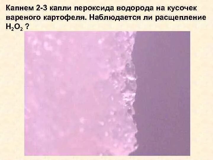 Реакция перекиси водорода с вареной картошкой. Кусочек вареного мяса и пероксид водорода. На картофель капнули перекись водорода. Песок кусочки сырого картофеля пероксид водорода. Пероксид водорода и картофель