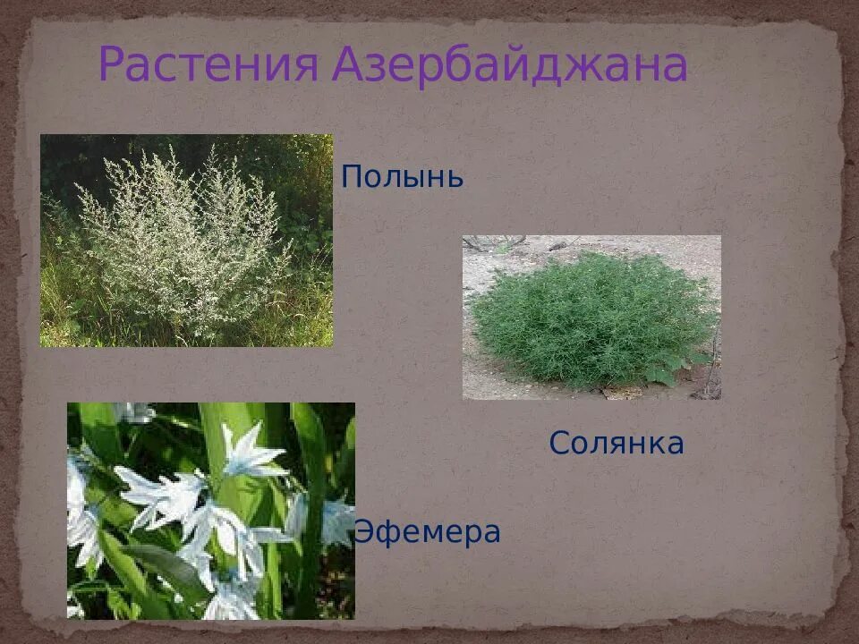 Азербайджанские растрения. Полынь солянка. Полынь солянка. Полынь солончаковая. Полынь, прутняк, солянка.
