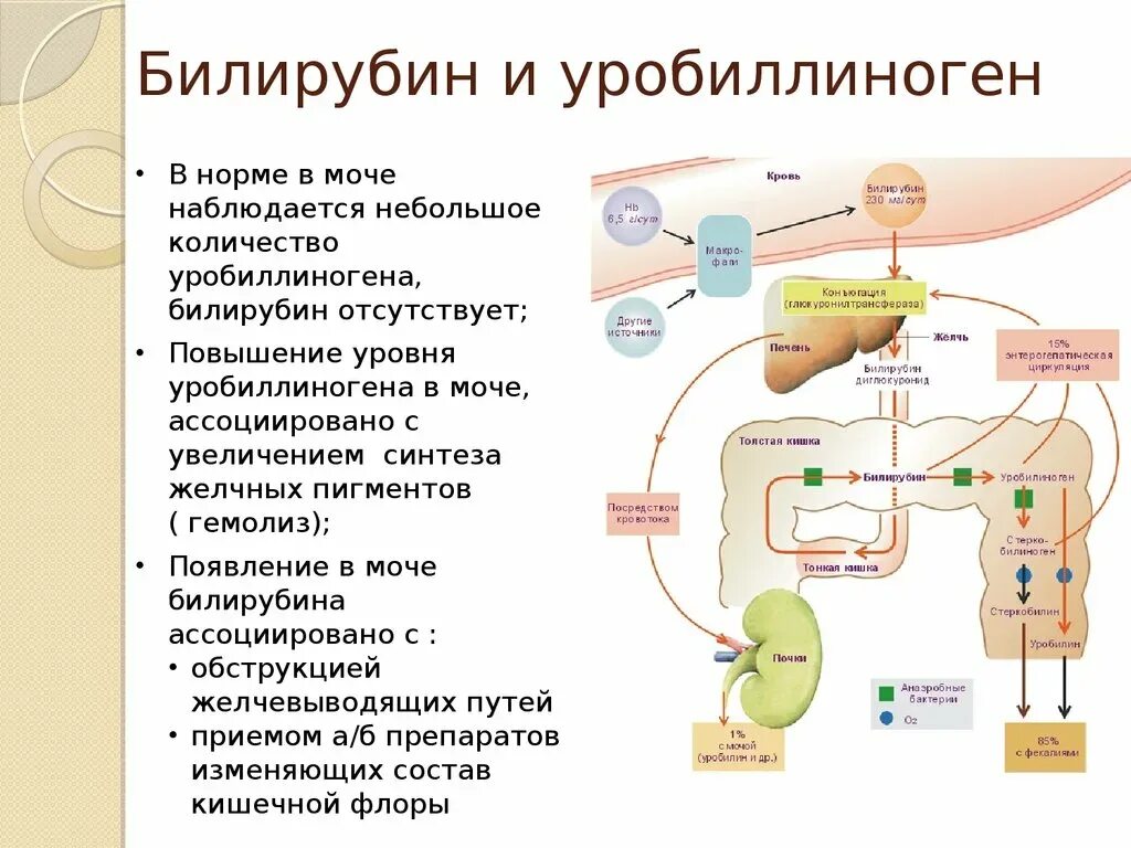 Как понизить билирубин в крови у взрослого. Нормальные показатели прямого билирубина. Билирубин 5,76. Уровень непрямого билирубина в норме. Билирубин общий прямой и непрямой повышен.