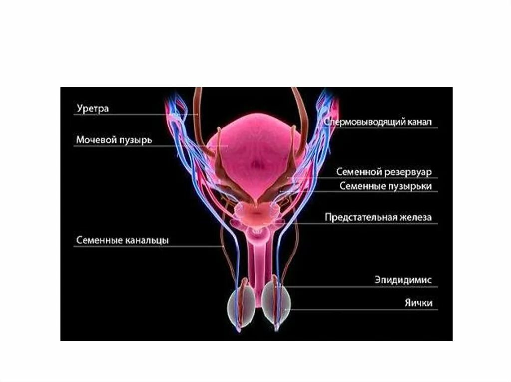 Репродуктивная система человека анатомия. Мужская репродуктивная система. Редукретивная система. Строение мужской репродуктивной системы.