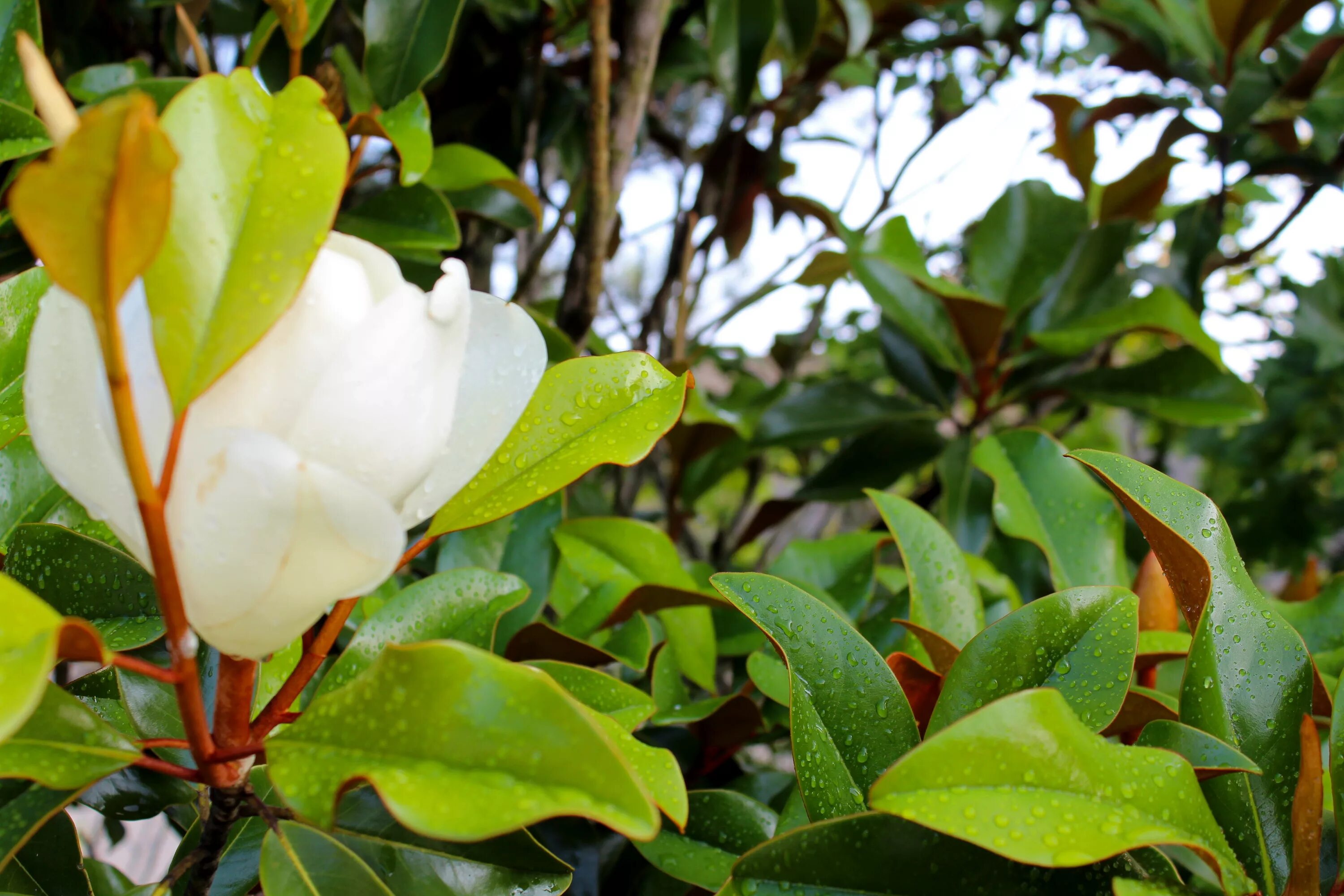 Листья магнолии. Магнолия вечнозеленый кустарник. Магнолия санрайз листики. Магнолия листочки. Магнолия виргинская glauca.