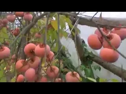 Посадка хурмы в крыму