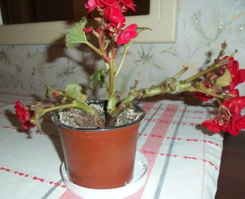 Перестала цвести