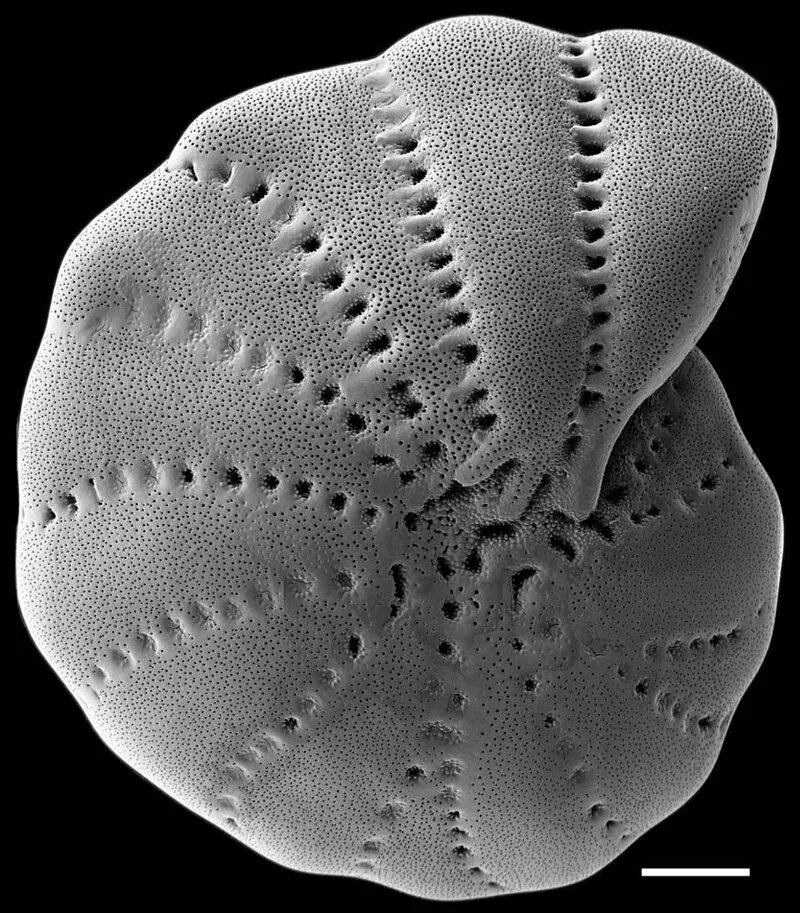 Раковины фораминифер. Фораминиферы строение. Раковины фораминифер. Морские корненожки фораминиферы. Раковины фораминифер систематика.