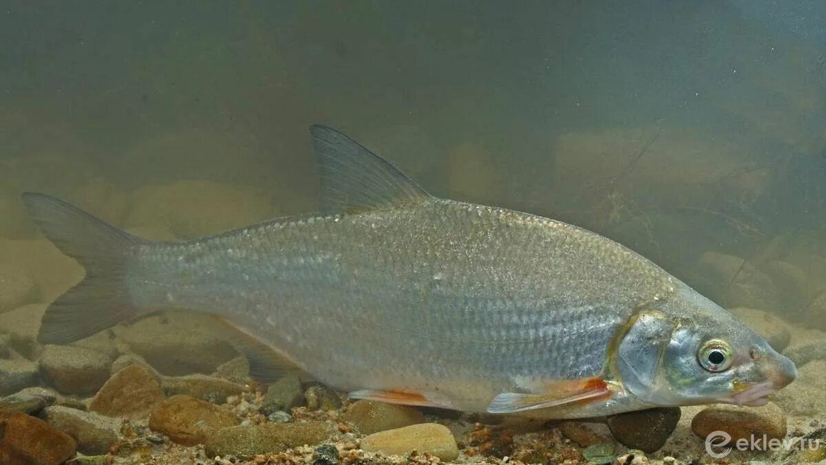 Рыба вимба сырть. Рыбец vimba vimba. Рыбец черноспинка. Рыбец донской. Рыбец vimba vimba.