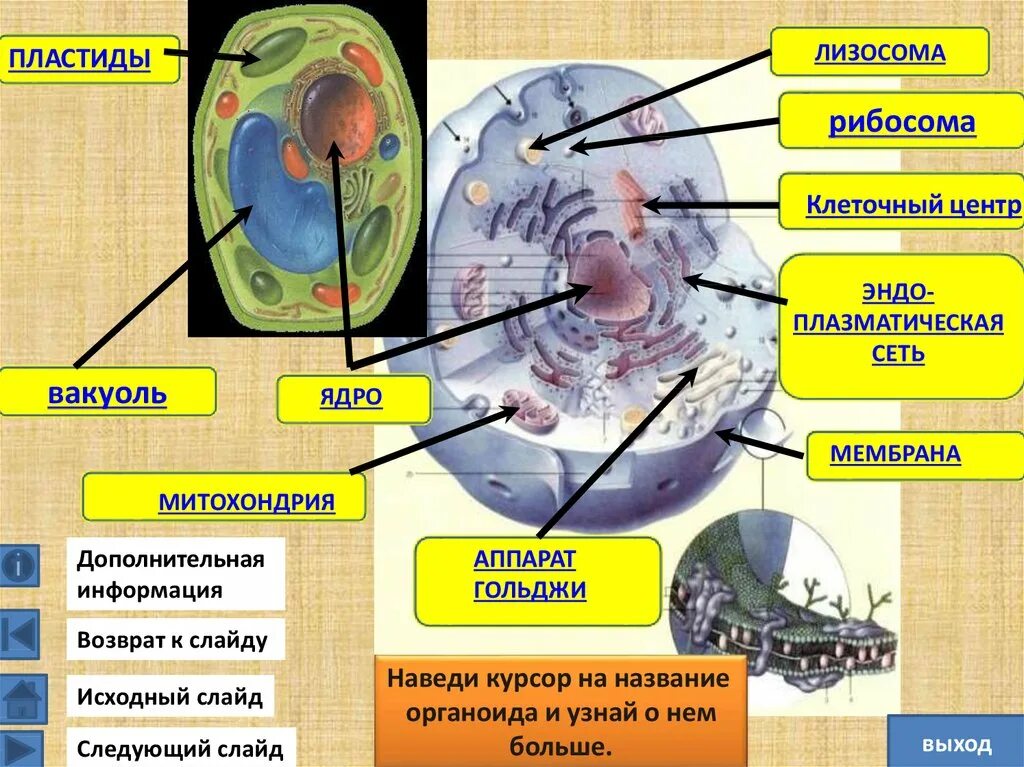 Строение ядра митохондрии. Строение клетки мембрана цитоплазма органоиды ядро. Функции рибосом лизосом и митохондрий. Ядро клетки клеточный центр. Клеточный органоид рибосома.