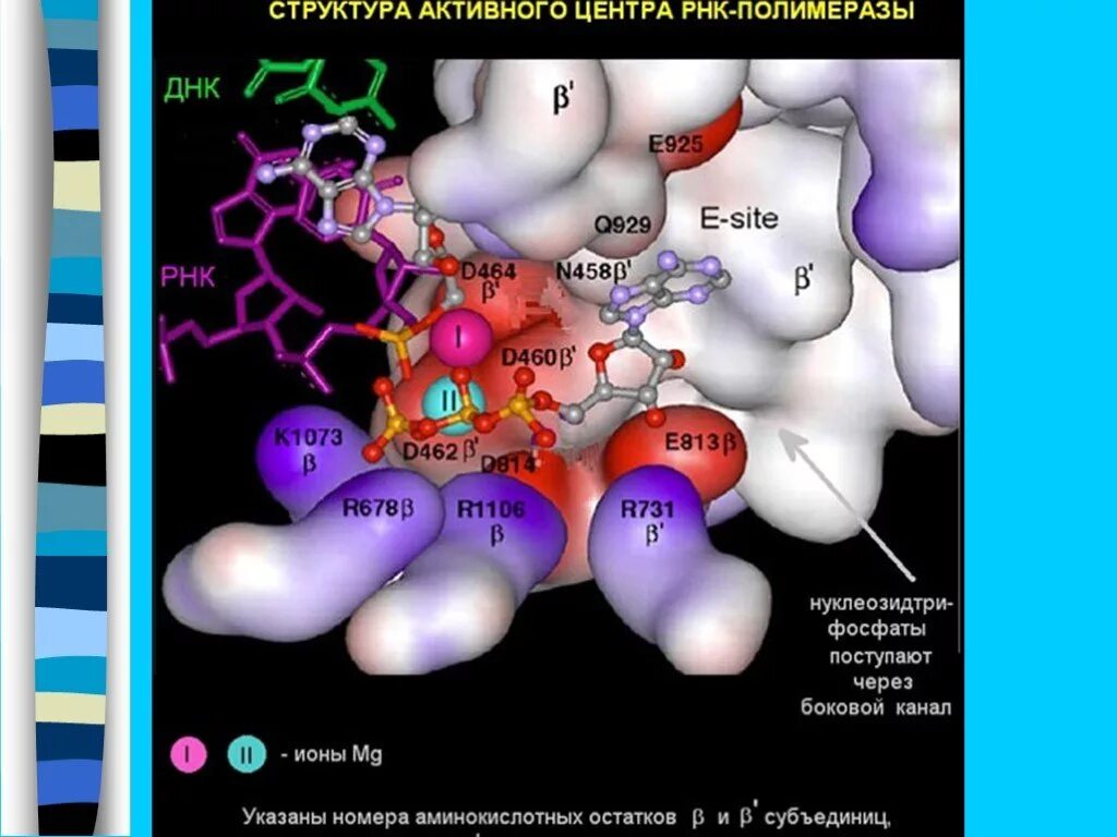 Днк 11 03 2024. Активный центр РНК полимеразы. ДНК И РНК полимеразы. Расшифровка генетической информации. Аминокислотные остатки активного центра ДНК полимеразы.