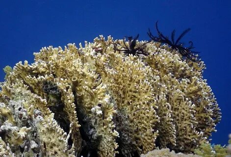 Coral_reef porn