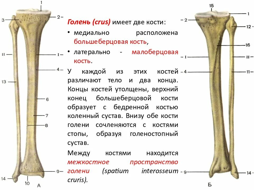 Файл:Navicular bone05.png - Вікіпедія