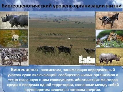 Уровни организации экосистем