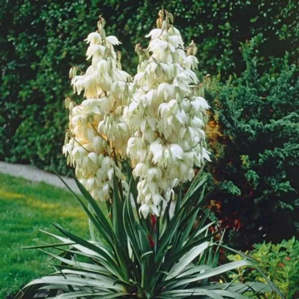 Садовые цветы юкка. Юкка нитчатая Садовая. Юкка нитчатая (Yucca). Юкка Садовая филаментоза. Юкка нитчатая (Yucca filamentosa).