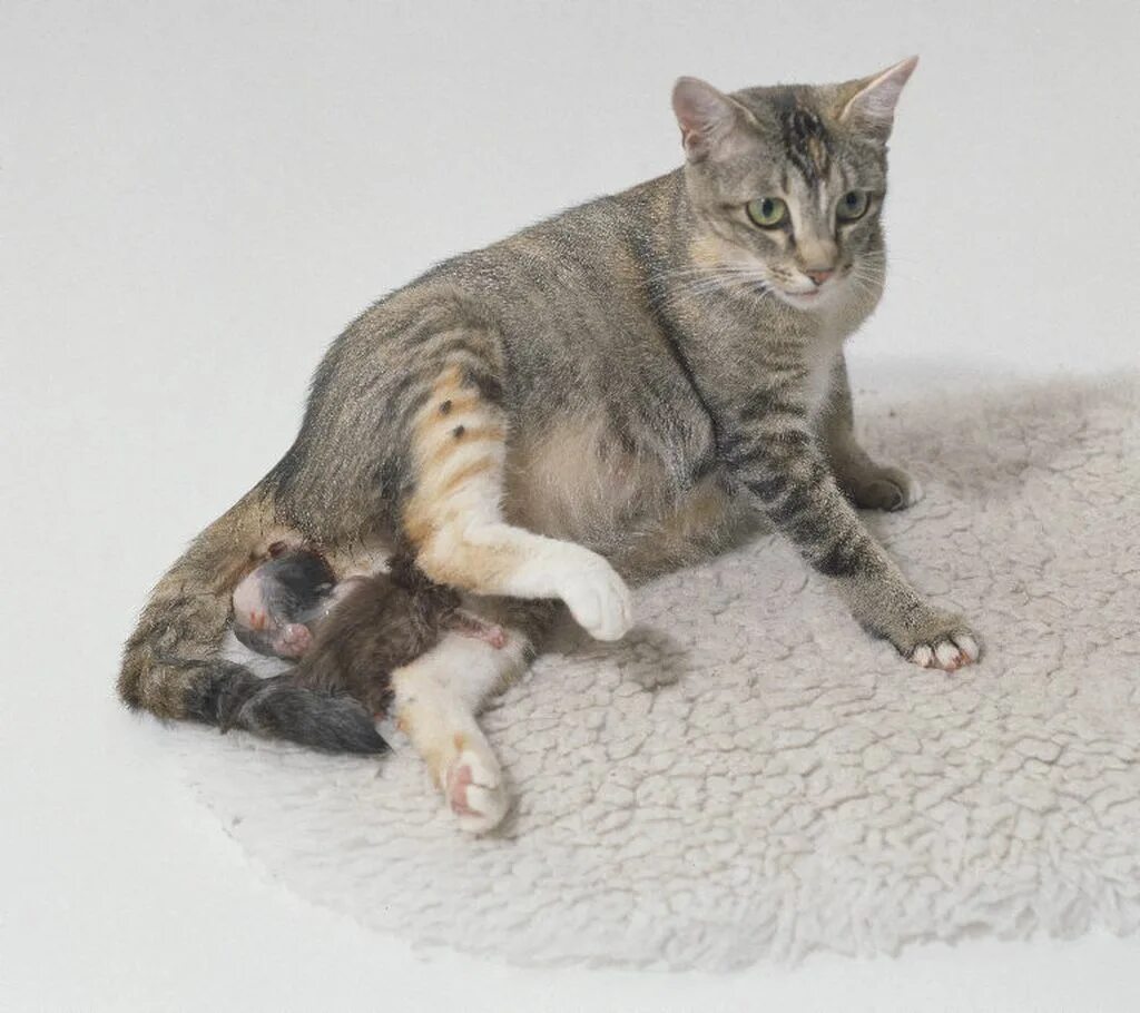 Pregnant cat giving birth - YouTube