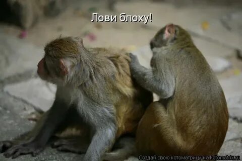 Ловите блох