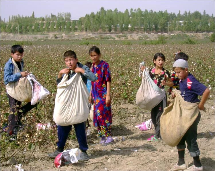 Узбекистан сколько народ. Узбекистан люди. Дети Узбекистана. Узбекистан местные жители. Детский труд на сборе хлопка в Узбекистан.