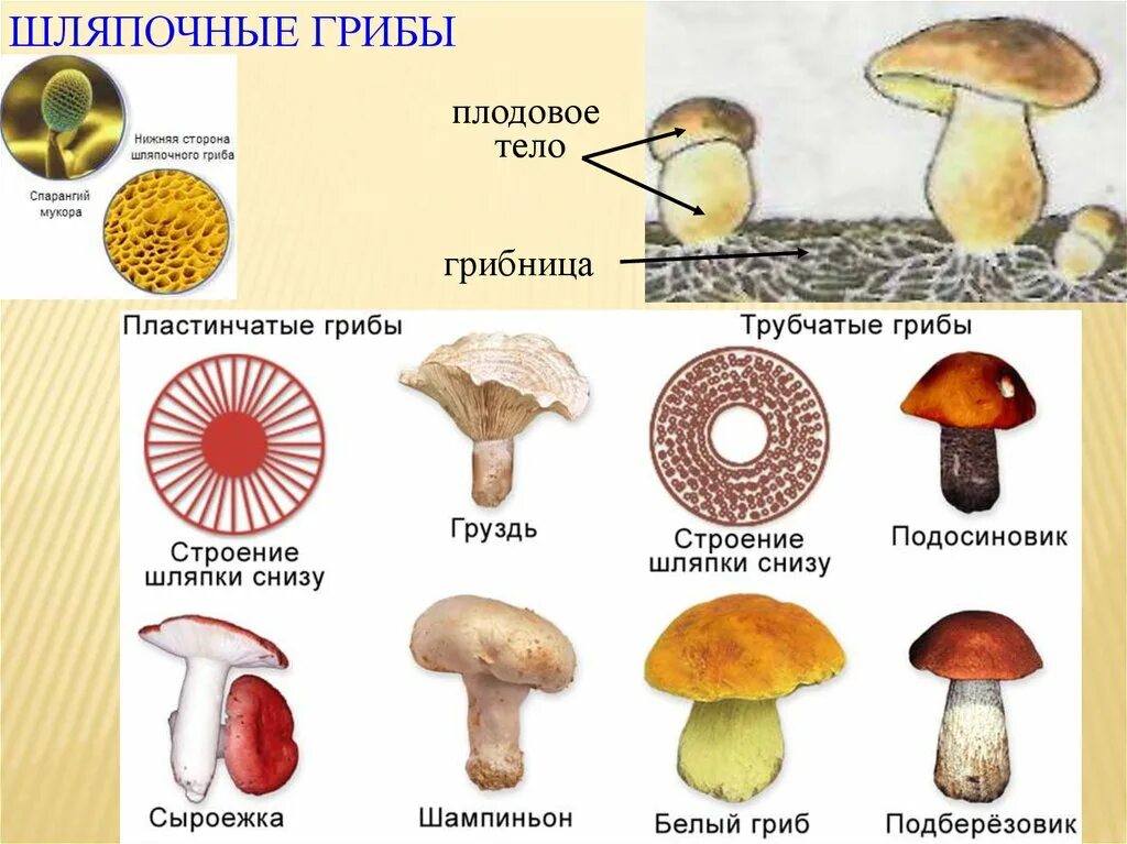 Трубчатое и пластинчатое плодовое тело. Строение шляпочного гриба. Строение шляпочных грибов. Строение трубчатых грибов. Грибница шляпочных грибов.