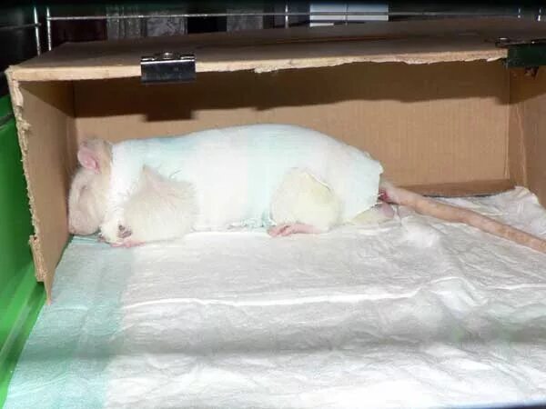Послеоперационный бандаж для крысы. Бандаж для крысы после операции. Одежда для крыс. Памперсы для крыс. Крыса после операции.