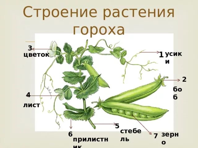 Строение листа гороха посевного. Внешнее строение гороха посевного. Части растения гороха схема. Строение цветка гороха посевного рисунок. Горох биология 6 класс