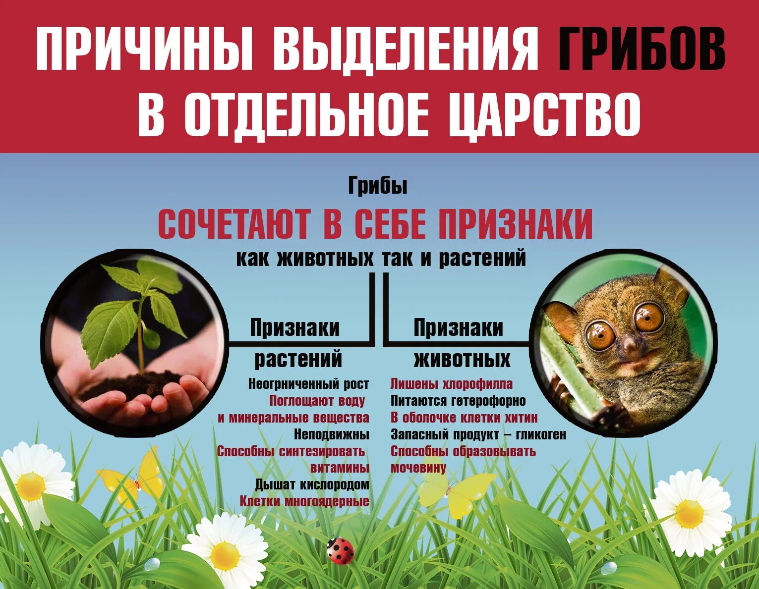 Почему грибы в отдельном царстве. Почему грибы в отдельном царстве