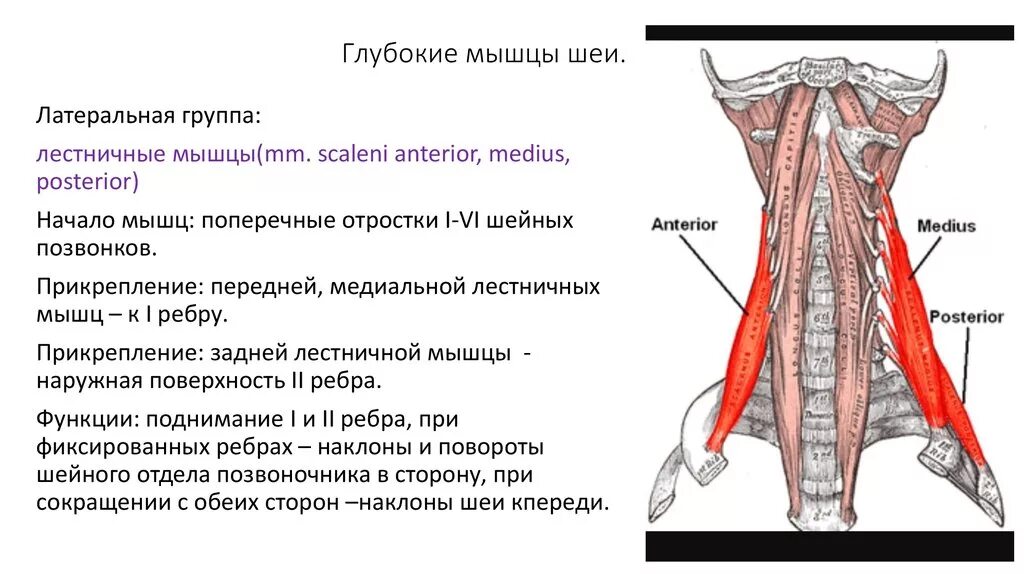 Глубокие мышцы шеи латеральная группа. Глубокие мышцы шеи прикрепляющиеся к 1 ребру. Мышцы шеи глубокие мышцы латеральная группа. Лестничные мышцы шеи таблица.