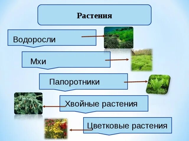 Водоросли мхи папоротники хвойные цветковые растения. Растение мох и водоросль. Водоросли мхи папоротники хвойные. Мхи папоротники хвойные растения цветковые растения.